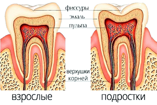 Разница зубов у взрослых и подростков